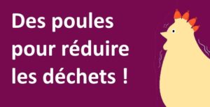 Des poules pour recycler les déchets
