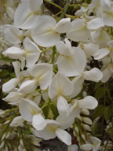fleurs du wisteria sinensis alba